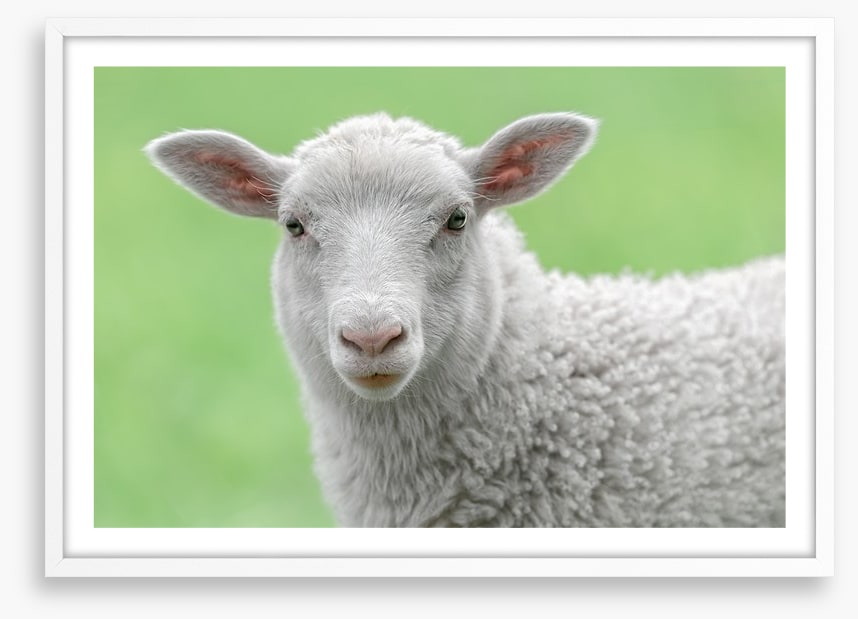Spring lamb