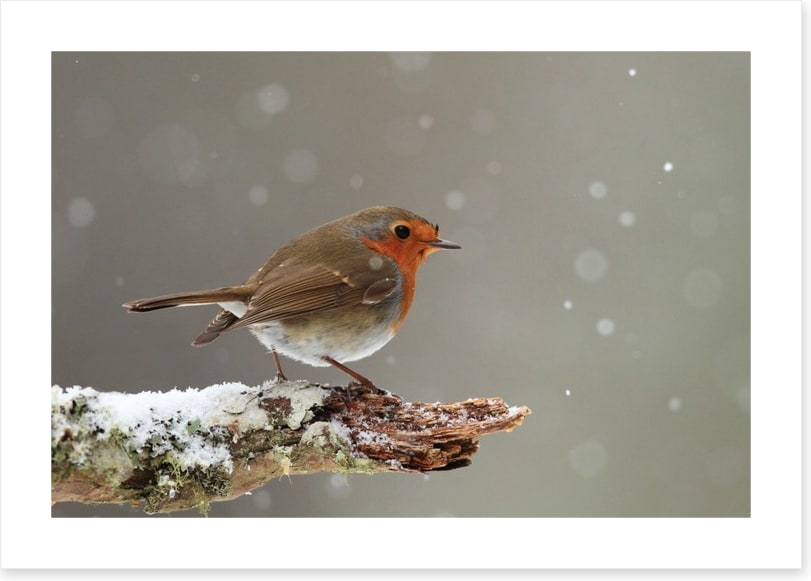 Little robin