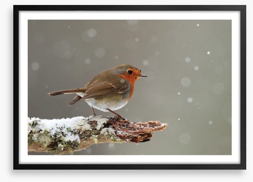 Little robin