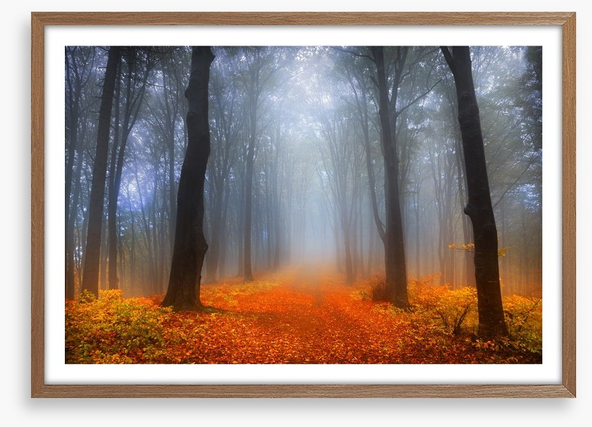 Foggy day in the forest