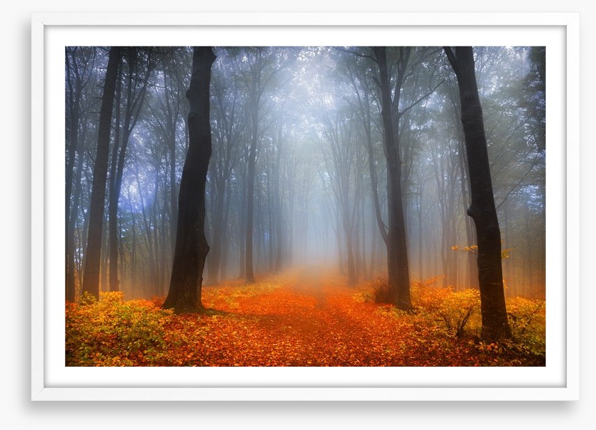 Foggy day in the forest
