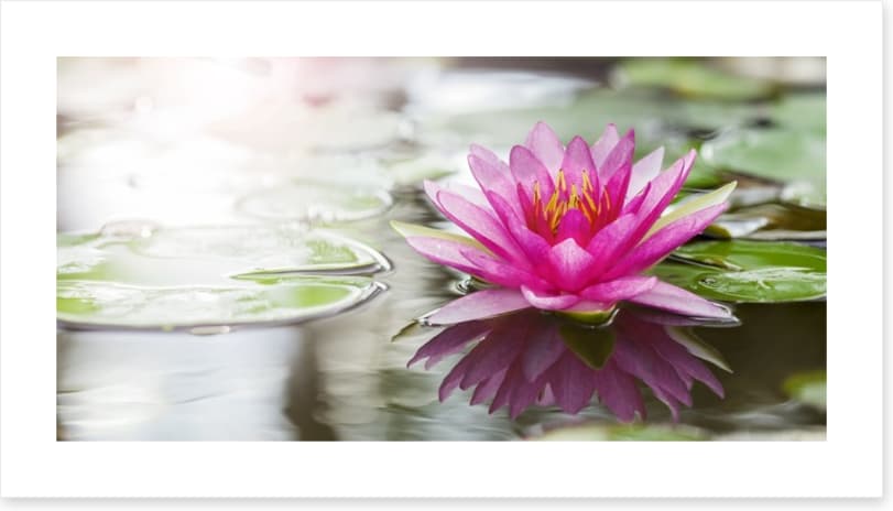 Pink water lily