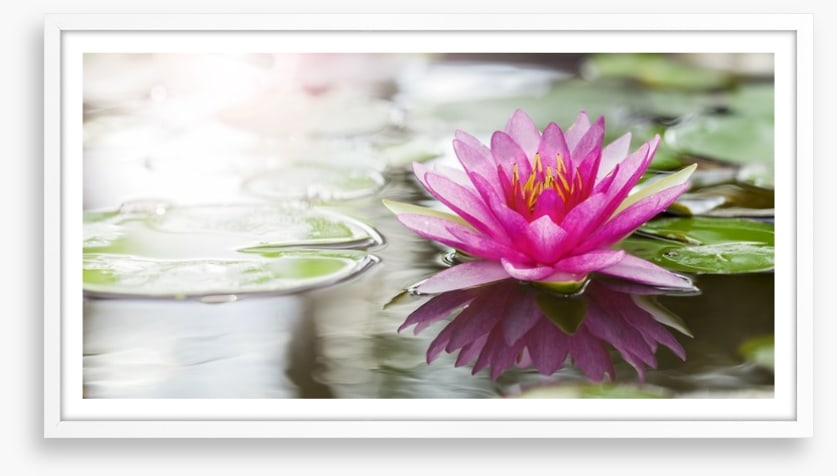 Pink water lily