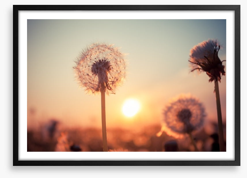 Dandelion sunset