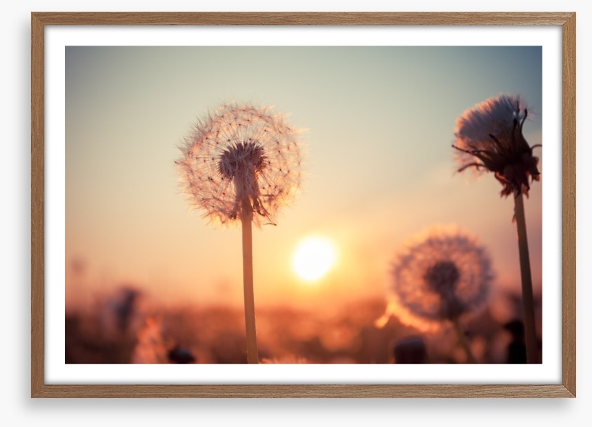 Dandelion sunset