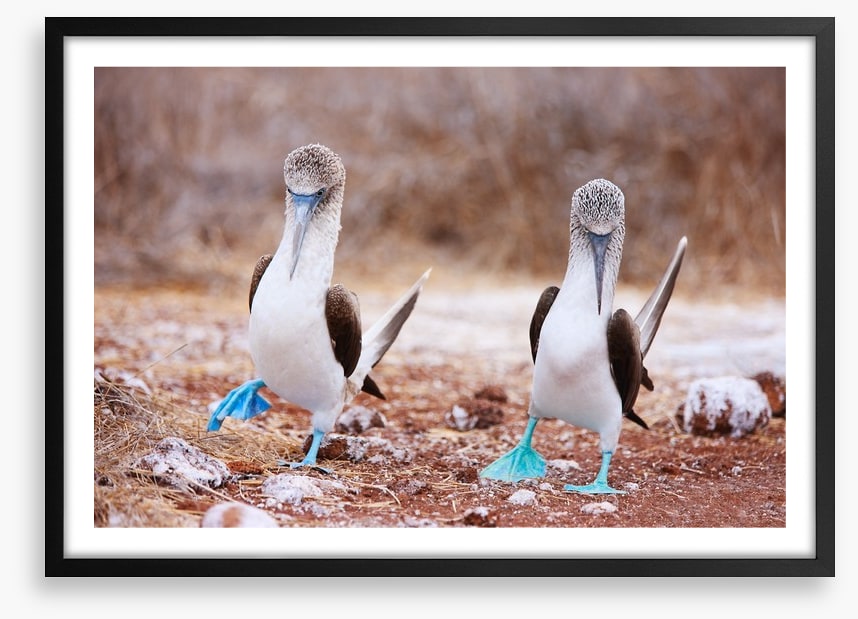 Blue footed booby mates