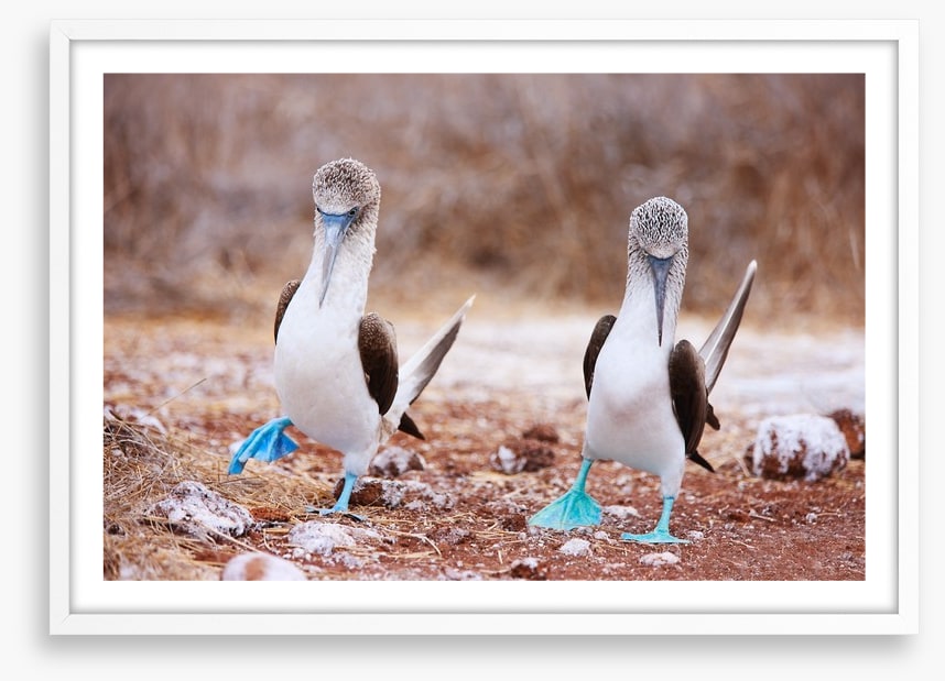 Blue footed booby mates