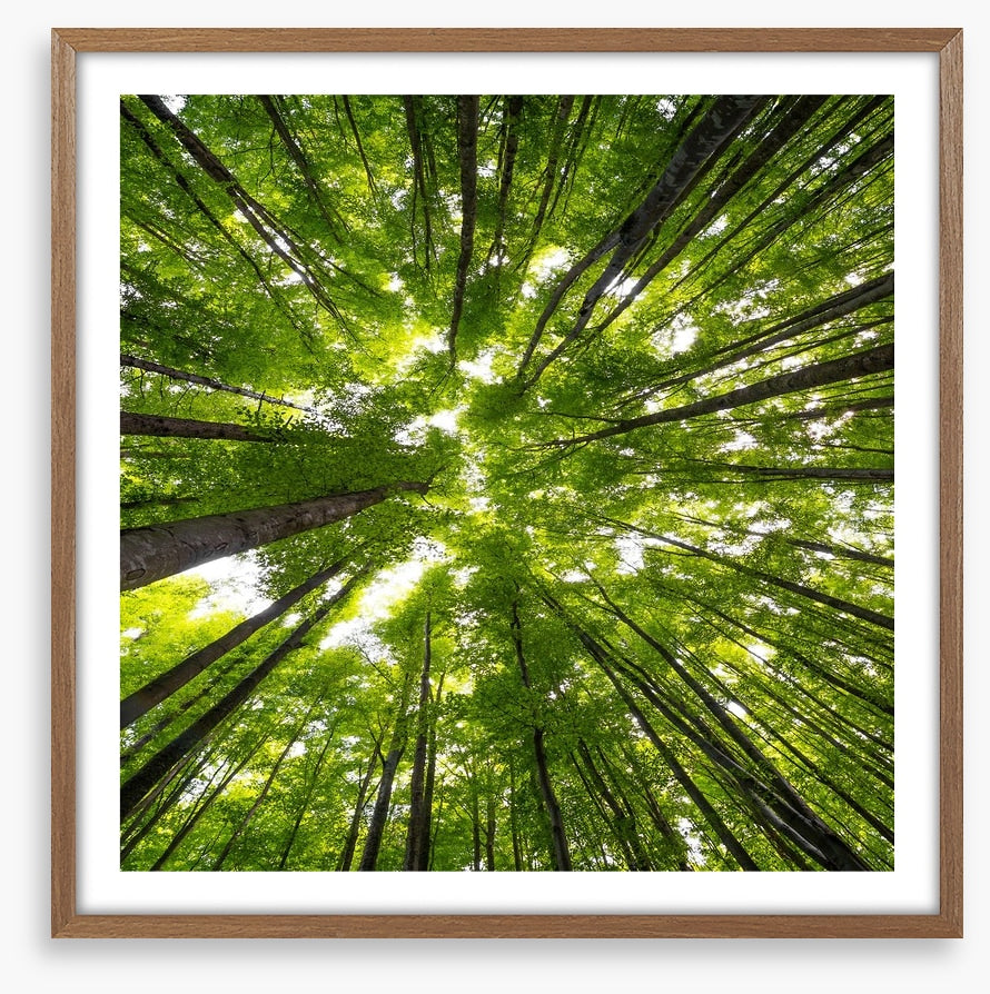 Beeches to the sky