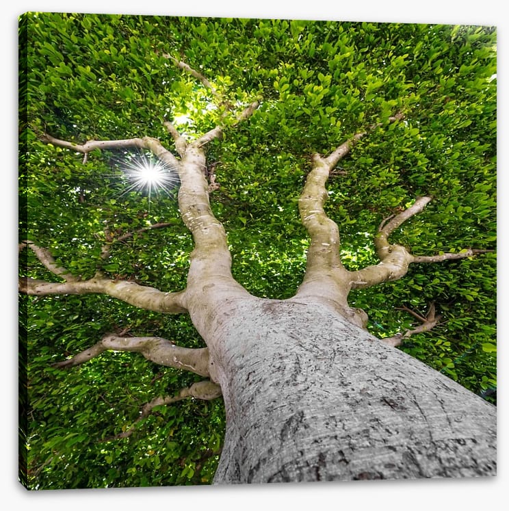 The old tree