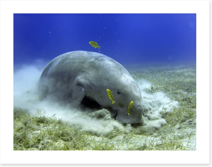 Fish / Aquatic