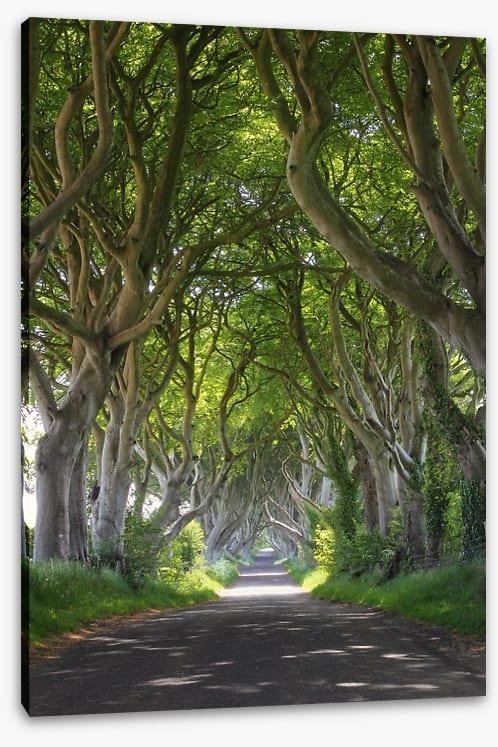 Magical wood tree tunnel