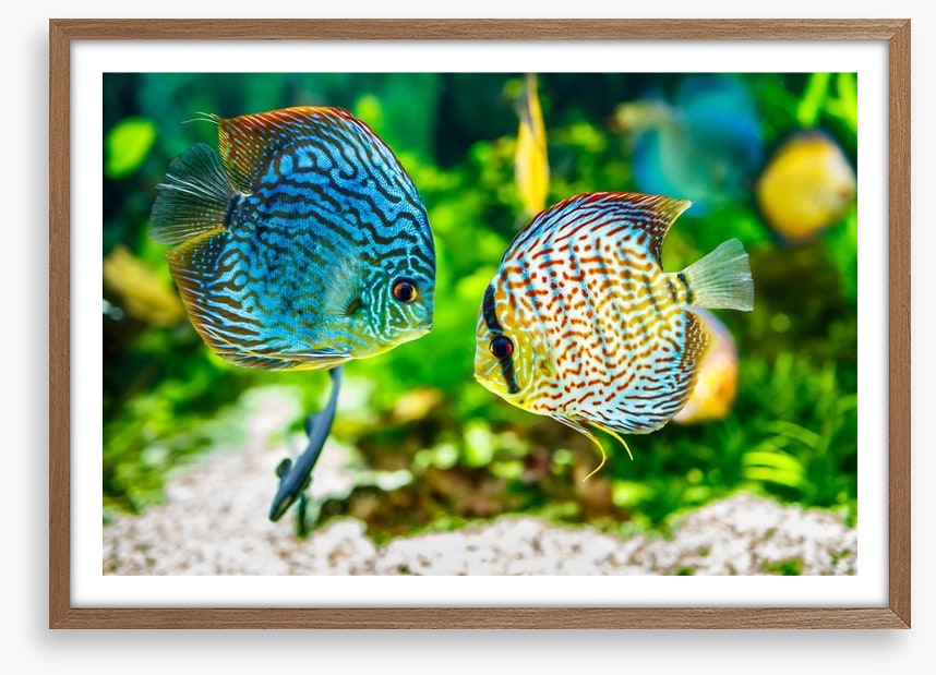 Symphysodon discus