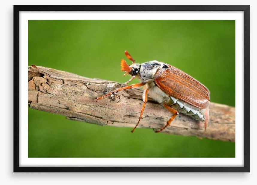Insects