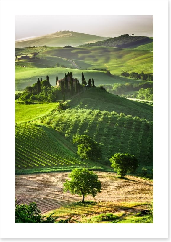 Tuscan olive groves