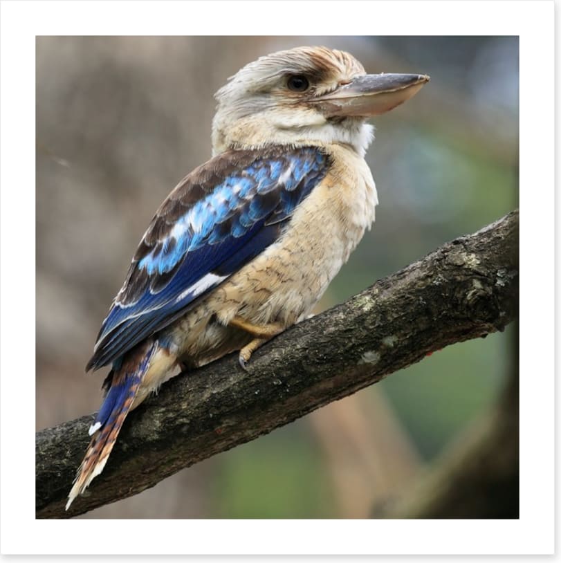 Kookaburra on a gum tree