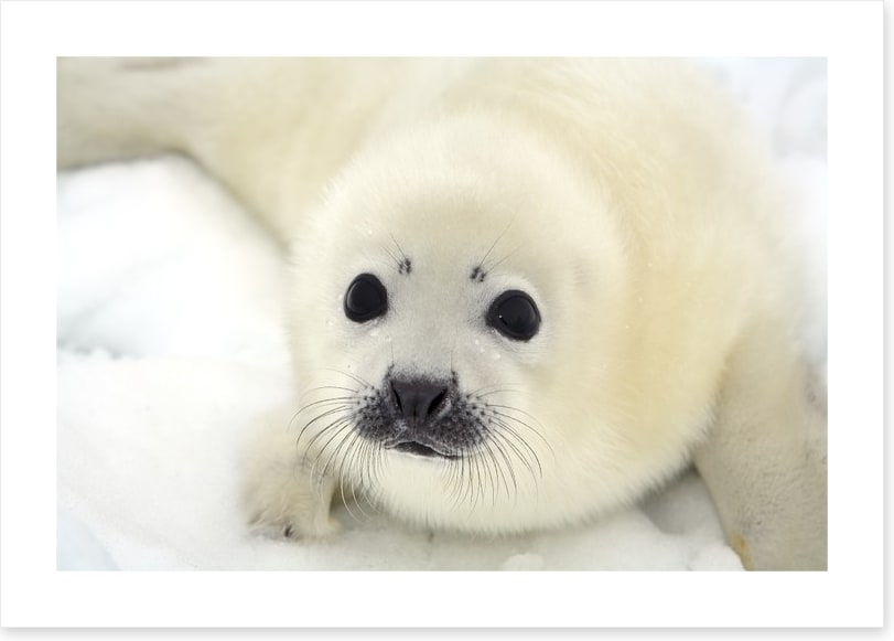Soulful harp seal pup