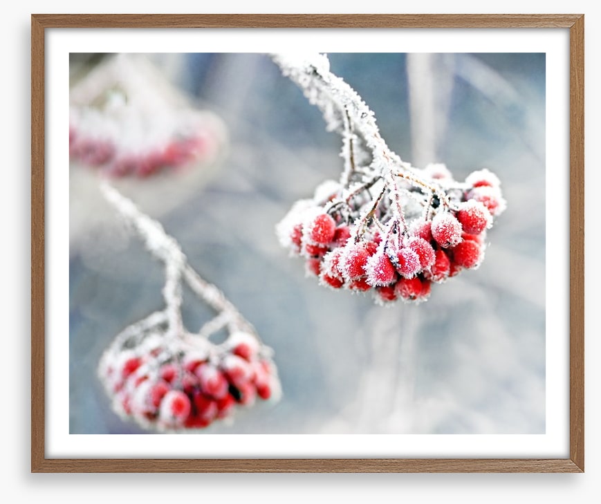 Glacé rowan berries