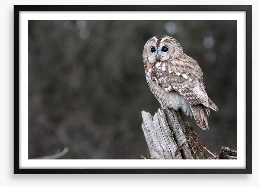 Tawny owl in the woods