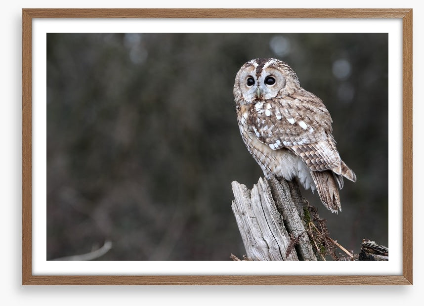 Tawny owl in the woods