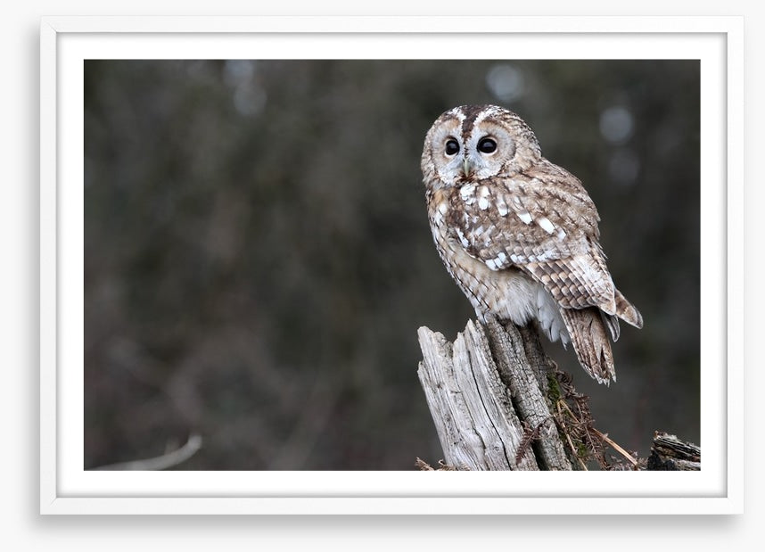 Tawny owl in the woods