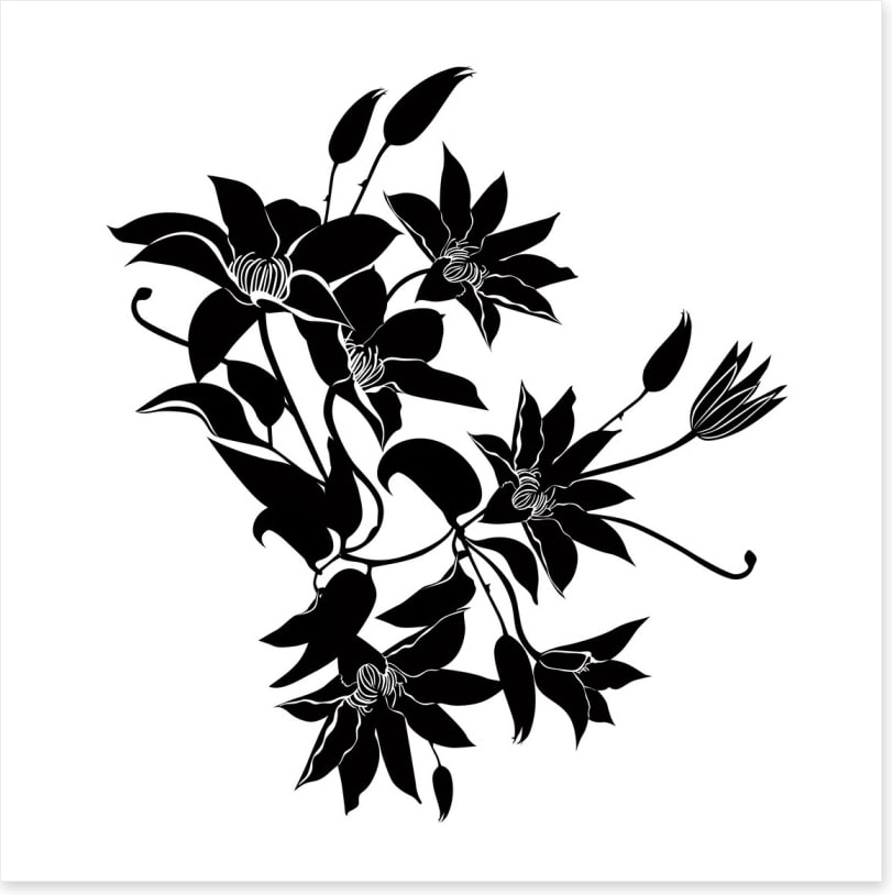 Midnight clematis