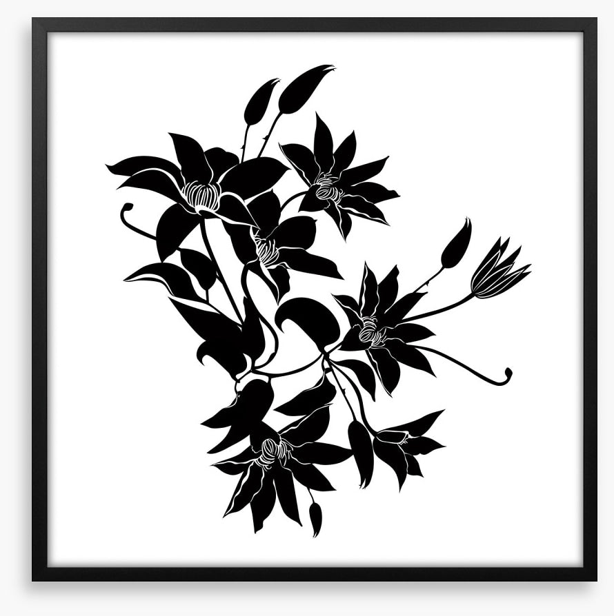 Midnight clematis