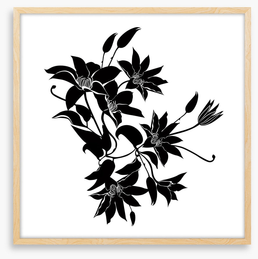 Midnight clematis