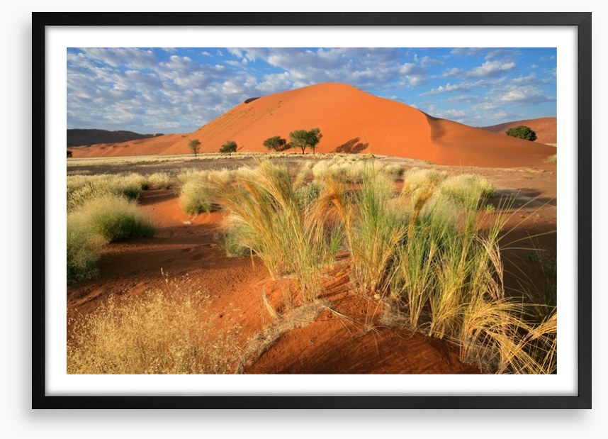 Sossusvlei grasslands