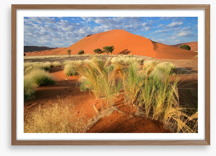Sossusvlei grasslands