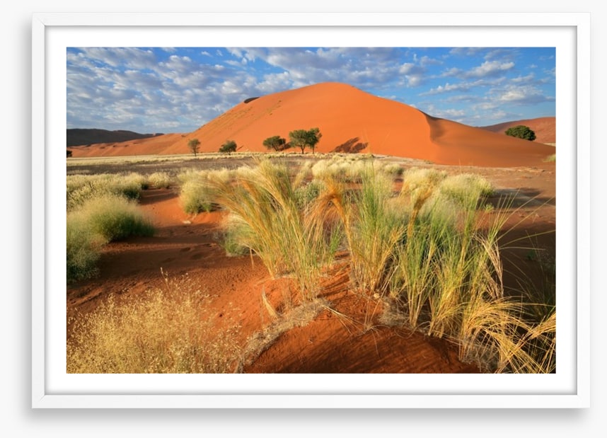 Sossusvlei grasslands