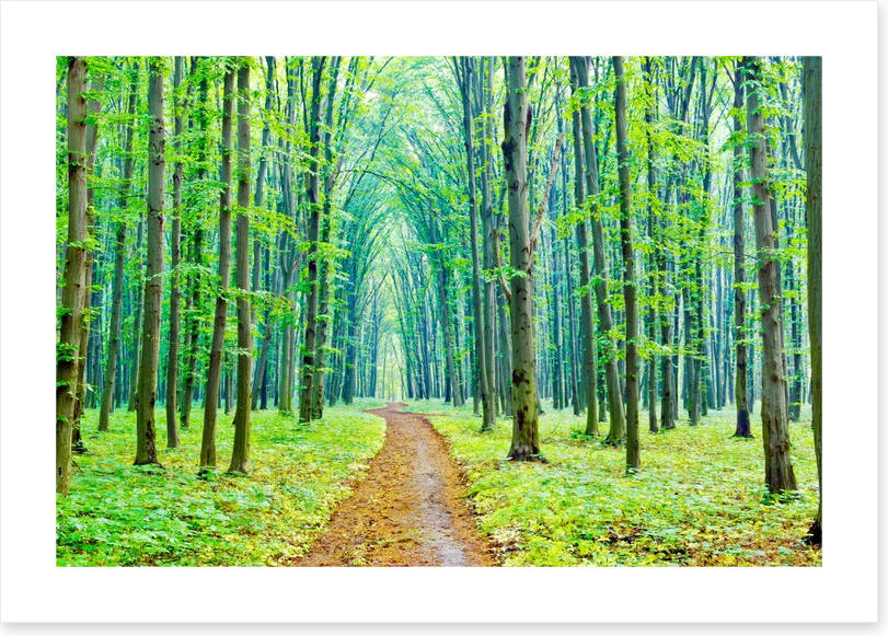Vibrant spring in the forest
