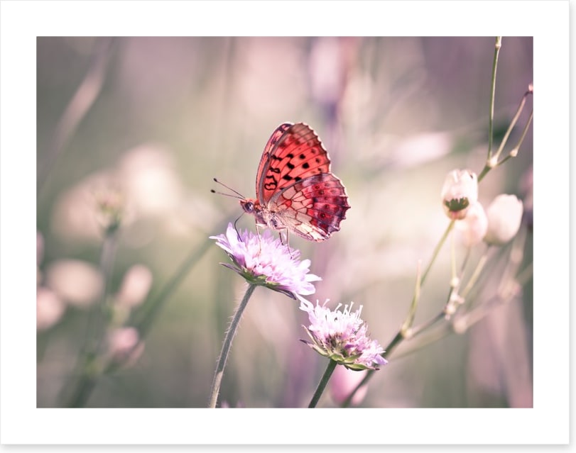 Fluttering on the wildflower