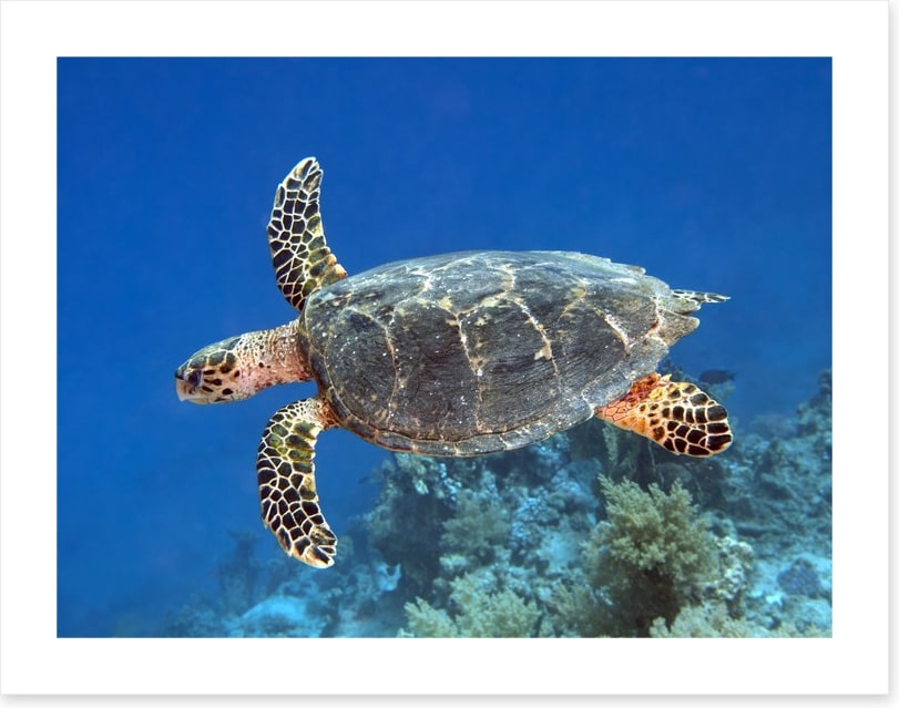 Reptiles / Amphibian