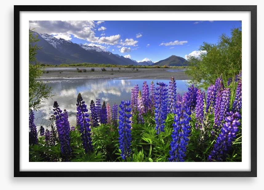 Lupines on the shore