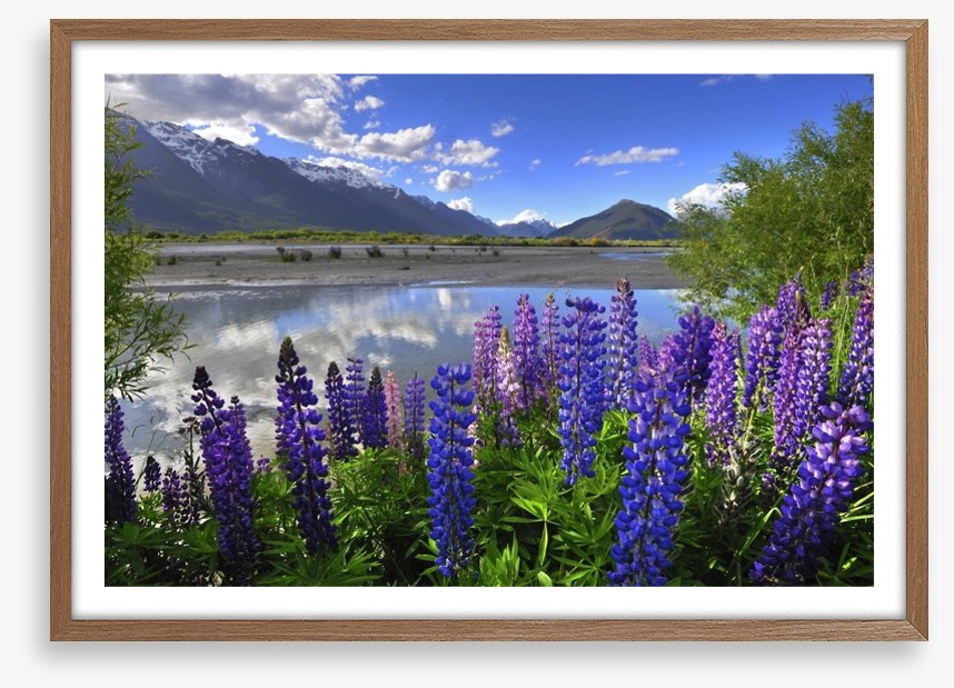 Lupines on the shore