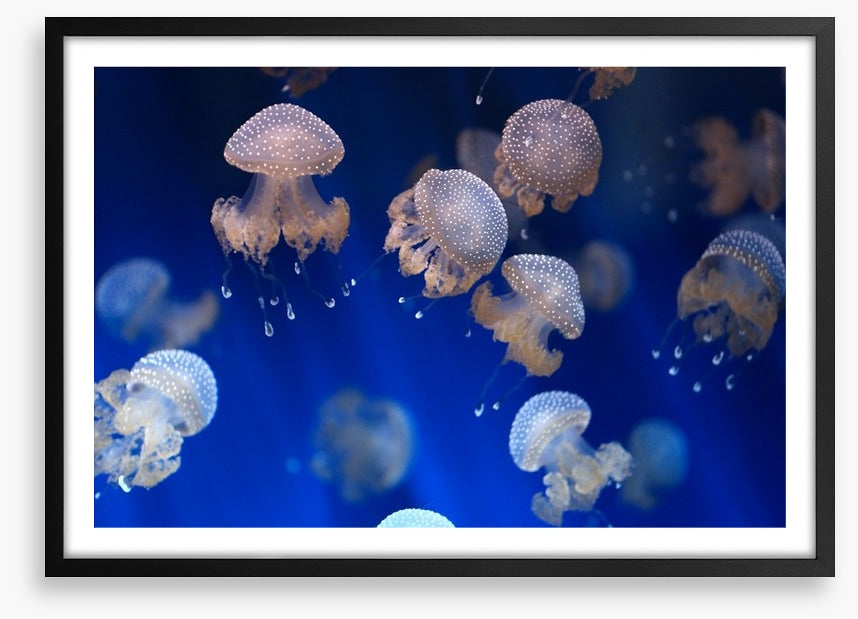 Diving jellyfish