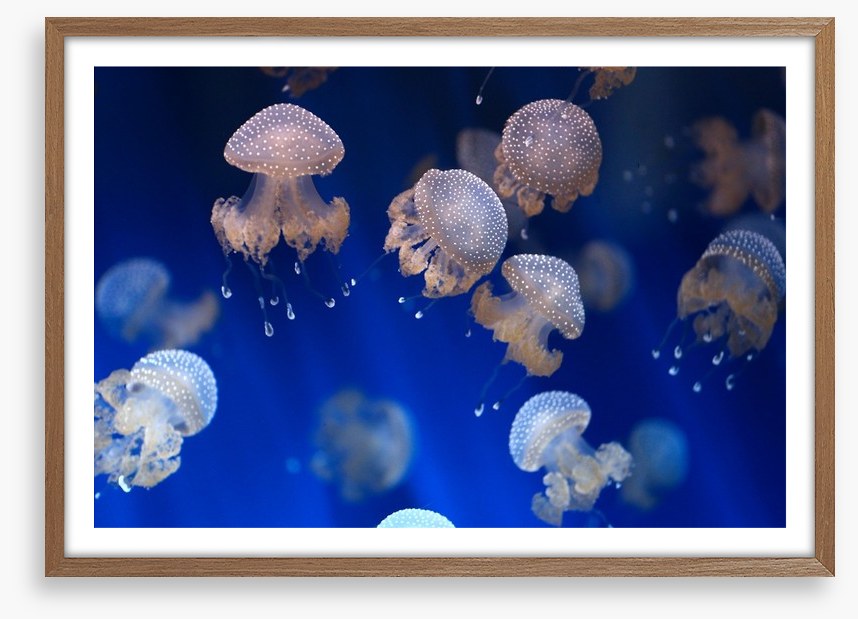 Diving jellyfish