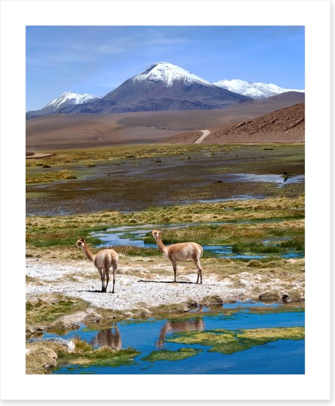 Atacama vicuñas