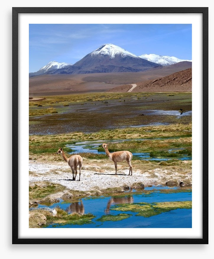Atacama vicuñas