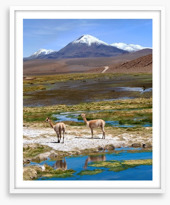 Atacama vicuñas