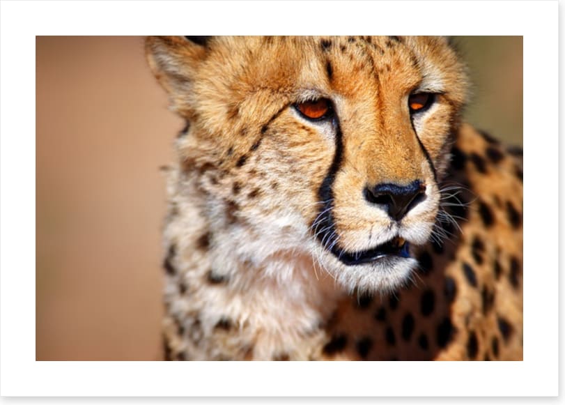 Amber eyes