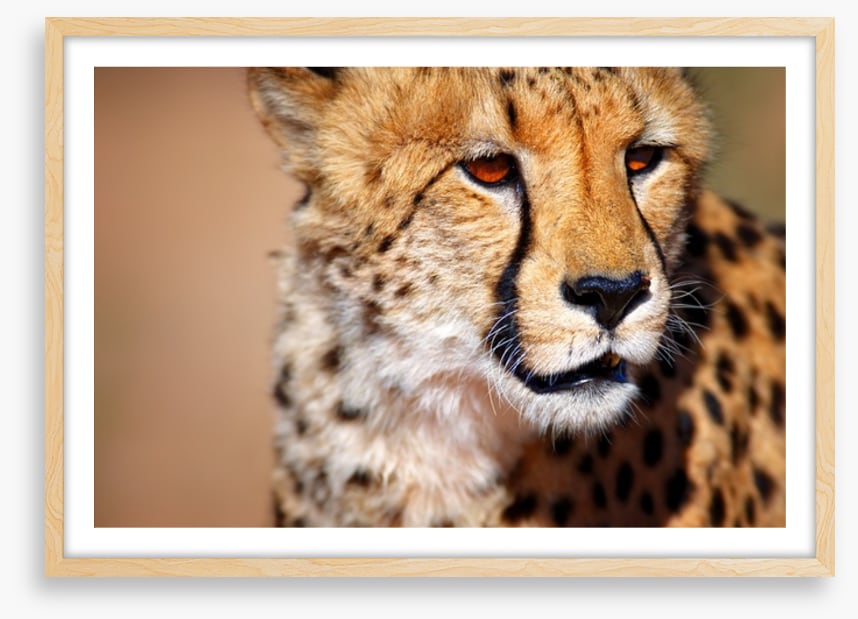 Amber eyes