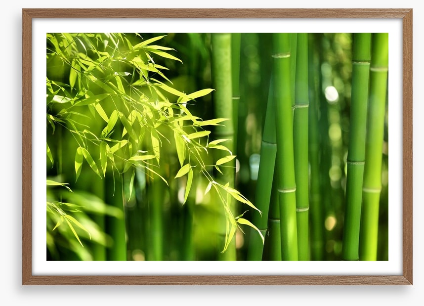 Bamboo forest