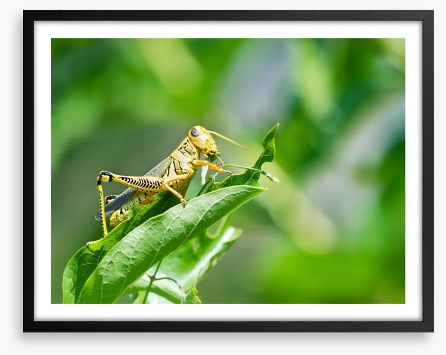 Insects