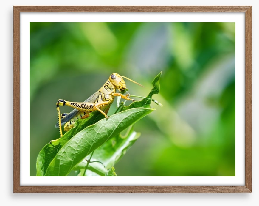 Insects