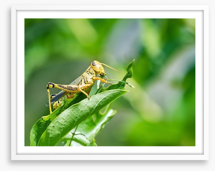 Insects