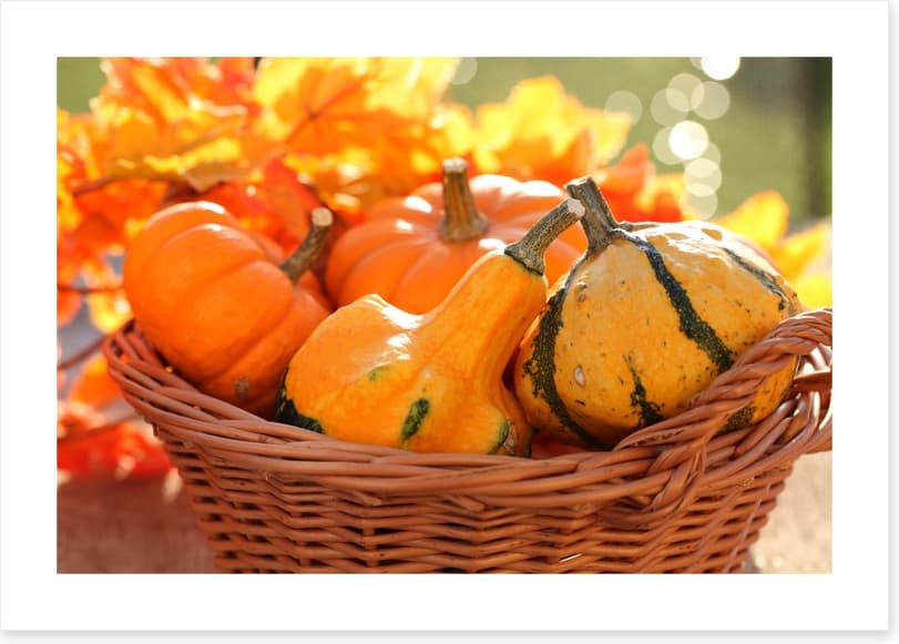 Picking pumpkins