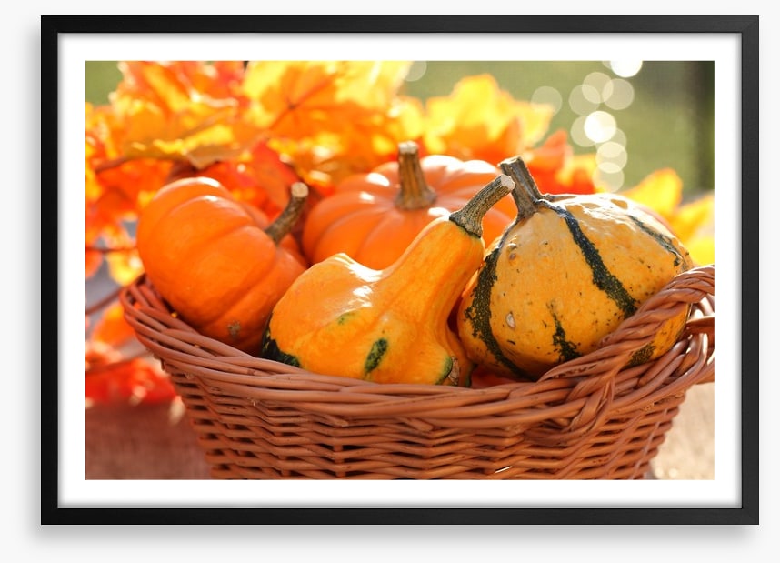 Picking pumpkins