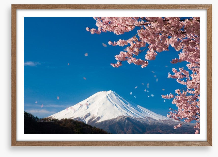 Sakura snow