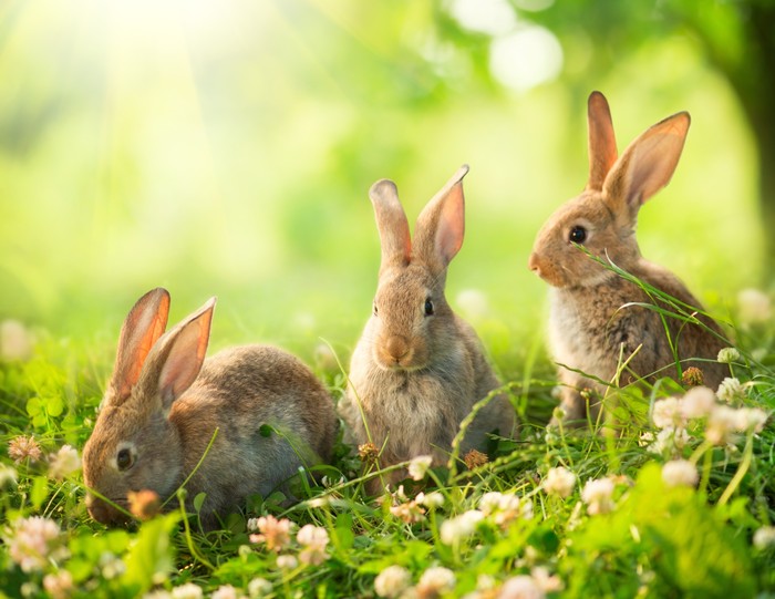 Spring bunnies